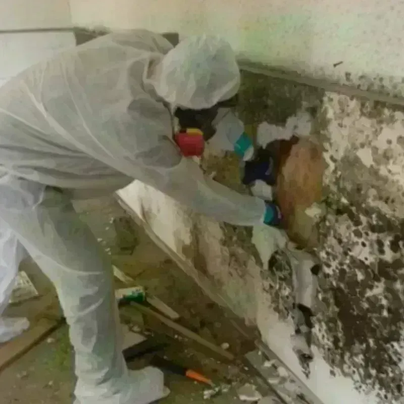 Mold Remediation and Removal in Cedar Bluff, VA